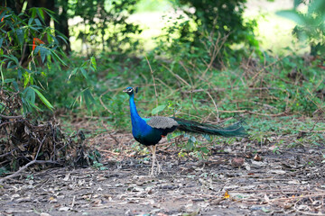Obraz premium peacock in the park