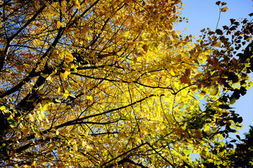 Detail Shot of Trees with Fall Colors