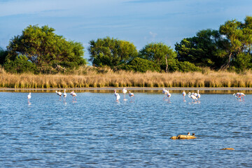 Fototapeta na wymiar Pink flamingos in the pond of Cala Brandinchi, Olbia - Sardinia