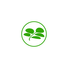 Moringa leaf Logo Template vector