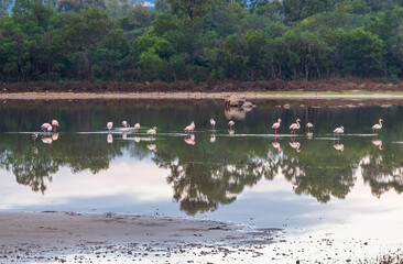 Pink flamingos in the pond of Cala Brandinchi, Olbia - Sardinia