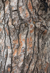 close up of wood texture with natural patterns