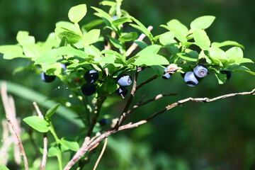 Solar summer morning in the wood. Ripe blue berries hang on a bush of bilberry.