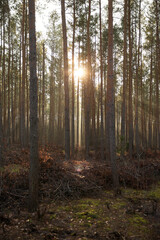 Obraz premium Pine forest covered of green grass and green moss. Mystic atmosphere