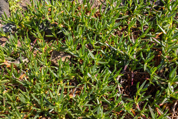 sedum succulent plant with  green, thick and fleshy leaves in garden