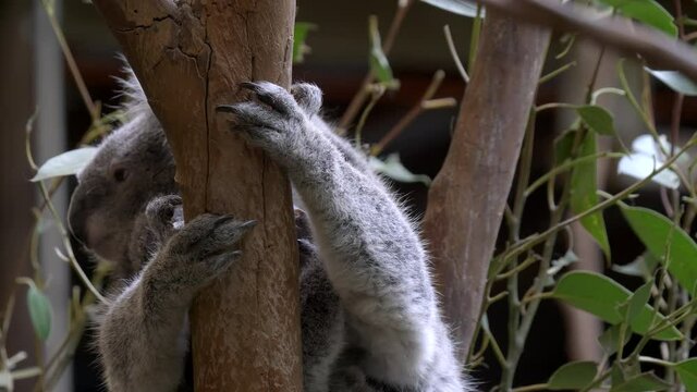 a koala joey appears to kiss its mother at blackbutt nature reserve in newcastle, australia