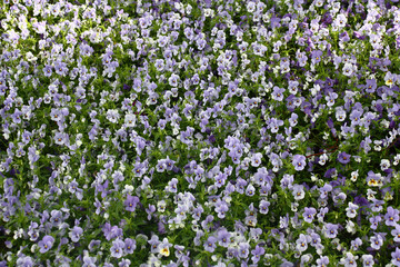 A large number of plentifully blossoming viola. Fresh flowers in blue and purple tones created a continuous background.