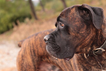 chien cane corso