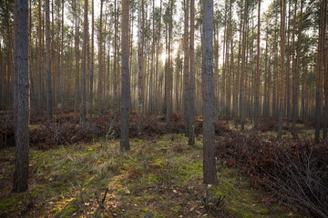 Pine forest covered of green grass and green moss. Mystic atmosphere