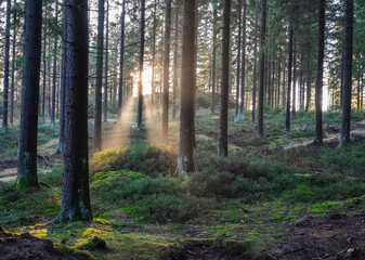 Sonnenstrahlen im Wald mit Nebel im Herbst 