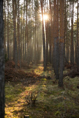 Pine forest covered of green grass and green moss. Mystic atmosphere