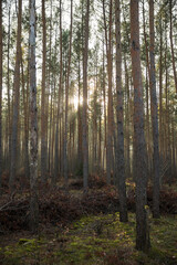Pine forest covered of green grass and green moss. Mystic atmosphere