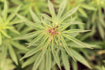 Cannabiss background. Texture of young shoots of marijuana. Wallpaper of marijuana