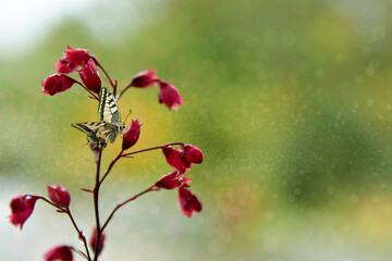 A beautiful, delicate butterfly enjoying spring in the garden, wandering among the grasses, flowers and shrubs.