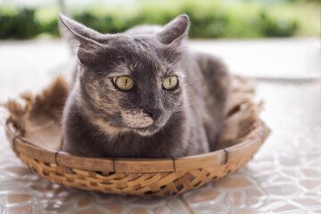 Fototapeta na wymiar Gray cat authentic cute in wicker basket. domestic animals concept.