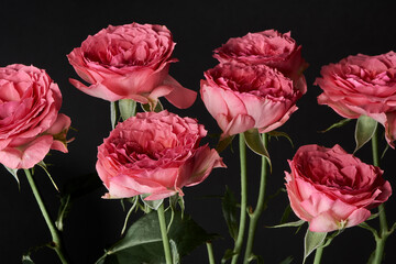 赤いバラ 黒背景