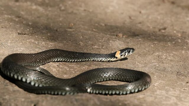 A black snake basks on a rock.
