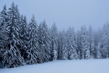 Mystische Winterstimmung am Waldrand mit Neuschnee und Nebel 