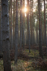 Obraz premium Pine forest covered of green grass and green moss. Mystic atmosphere