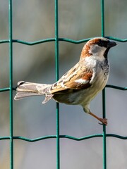 portrait of sparrow on a fence