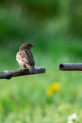 portrait of sparrow on a branch