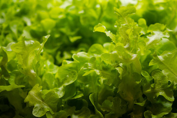 Organic vegetables concept. fresh lactuca sativa. vegetables to make salad. raw food. Good health food and diet.