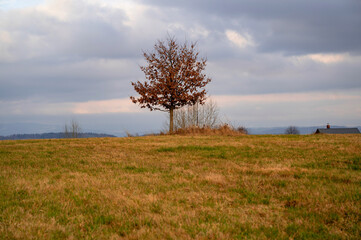 Obraz premium Lonely tree with dried leaves in mountain meadow.