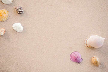 Flat lay Seashells on sand beach at coast. top view with copy space. authentic wonderful beautiful nature. travel summer holidays concept.