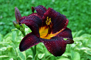 Nahaufnahme einer dunkelroten nassen Taglilie © Anton Faustmann