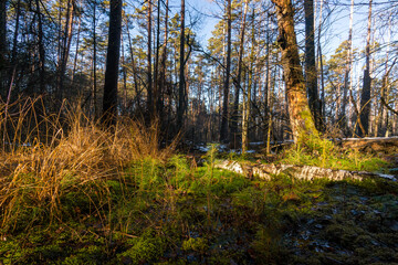 Light mood in the morning mist at sunrise in the forest