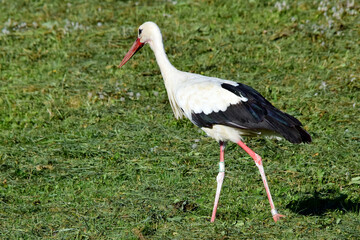 Der Weißstorch sucht in der frisch gemähten Wiese nach Beute
