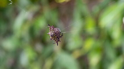 Macro photo of Spider Spiny Orb Weaver in public park Rayong Thailand