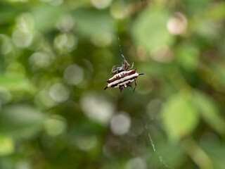 Macro photo of Spider Spiny Orb Weaver in public park Rayong Thailand