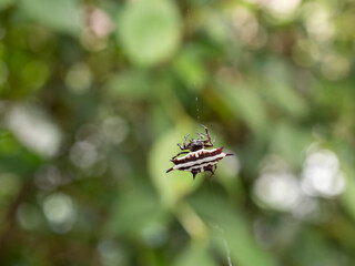 Macro photo of Spider Spiny Orb Weaver in public park Rayong Thailand