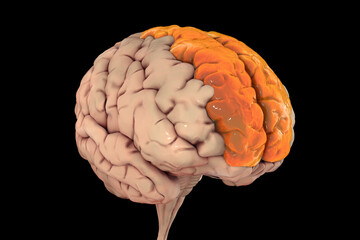 Human brain with highlighted superior frontal gyrus