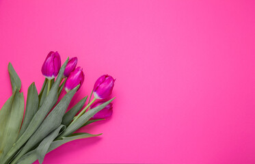 Bouquet of five pink tulips on a pink background. Spring flowers concept. Place for text. Card for valentine's day copy space. Tulip flower flat lay. Top view.