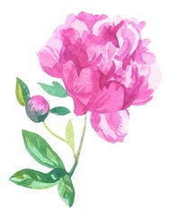 Watercolor delicate pink Peony on white isolated background.Botanical illustration of hand drawn flowers.Designs for weddings,valentine's day,mother's day,invitations,cards,social media,packaging.