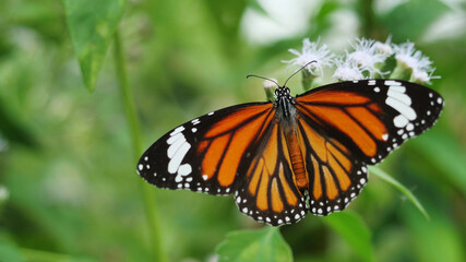 Orange with white and black color pattern on Common Tiger butterfly wing, Monarch butterfly seeking nectar on Bitter bush or Siam weed blossom in the field with natural green background, Thailand 