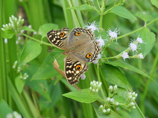 The Lemon Pansy (Junonia lemonias) butterfly with the pattern similar to the eyes on the wings,Tropical insect seeking nectar on Bitter bush or Siam weed blossom with natural green background