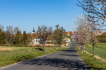 Naklejka premium Kirschblüte von blühenden Bäumen gesäumte Straße im Frühjahr
