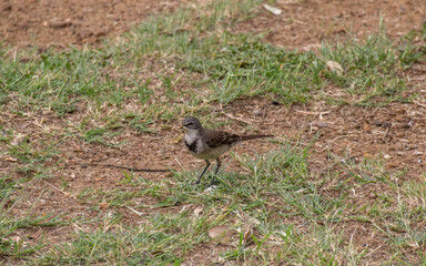 A cape wagtail with a bill full of grubs as food for nestlings image in horizontal format