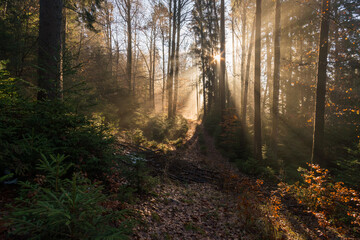 Obraz premium Light mood in the morning mist at sunrise in the forest
