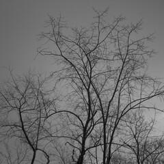 Silhouette of trees against a gray sky