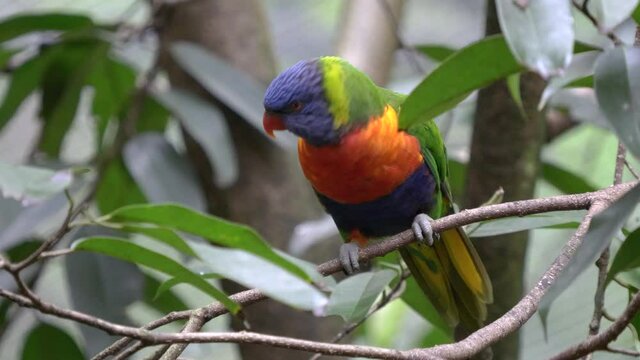 rainbow lorikeet stretches its wing at blackbutt nature reserve in newcastle, australia