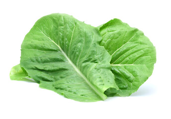 Lettuce green leaf salad isolated on white background.
