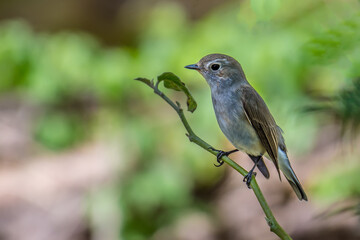 Red-throated Flycatcher on branch on green background.