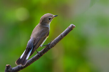 Red-throated Flycatcher on branch on green background.