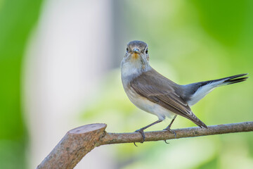 Red-throated Flycatcher on branch on green background.