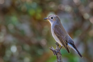 Red-throated Flycatcher on branch on green background.
