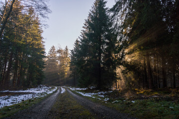 Fototapeta premium Light mood in the morning mist at sunrise in the forest